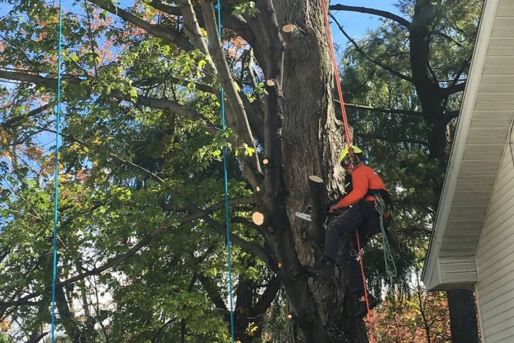 Tree-Trimming-Cost