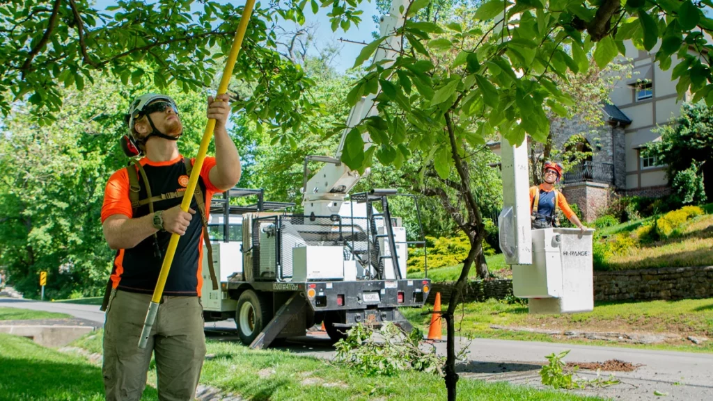 Pole Pruning 