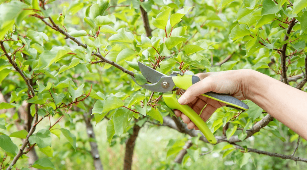 tree pruning service