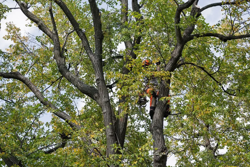 tree-trimming