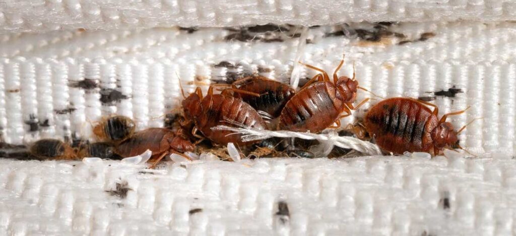 Sydney Pest Control Services: A Complete Guide to Effective Pest Management