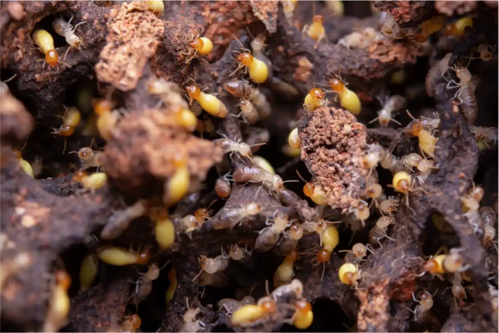 Termite Barrier Sydney